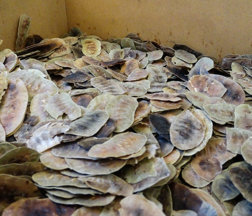 Açlık Otu — Öz Kervan Kuruyemiş, Antalya